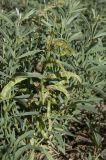 Thermopsis lanceolata