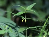 Melampyrum sylvaticum