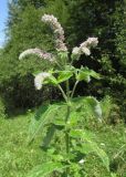 Mentha longifolia. Верхушка цветущего растения. Карачаево-Черкесия, Урупский р-н, окр. с. Курджиново, луговая поляна в широколиственном лесу. 3 августа 2019 г.