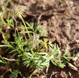 Pachypleurum alpinum