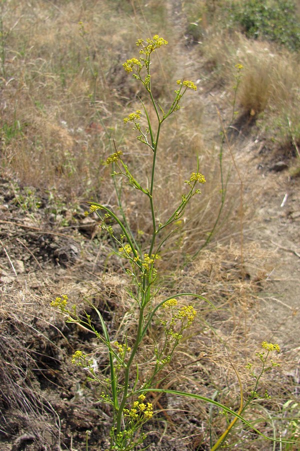 Изображение особи Bupleurum woronowii.