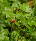 Rubus humulifolius. Плодоносящее растение. Челябинская обл., Саткинский р-н, окр. пос. Зюраткуль, в смешанном лесу. 07.08.2019.