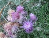 Lamyra echinocephala