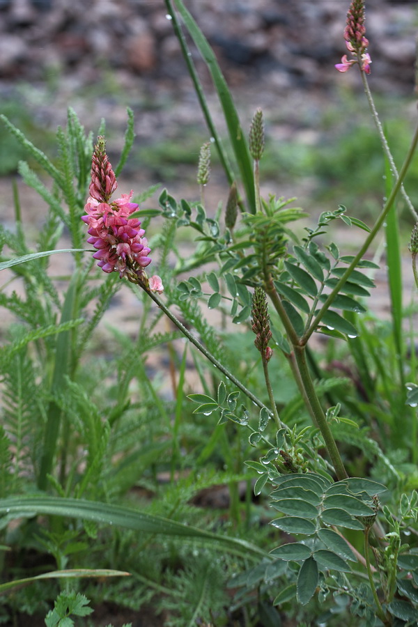 Изображение особи Onobrychis viciifolia.