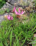 Lilium cernuum