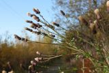 Cirsium arvense