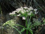 Heracleum dissectum. Верхушка цветущего растения. Иркутская обл., Иркутский р-н, окр. пос. Листвянка, у основания крутого склона. 24.06.2020.