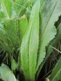 Cirsium simplex