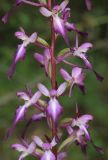 Himantoglossum formosum