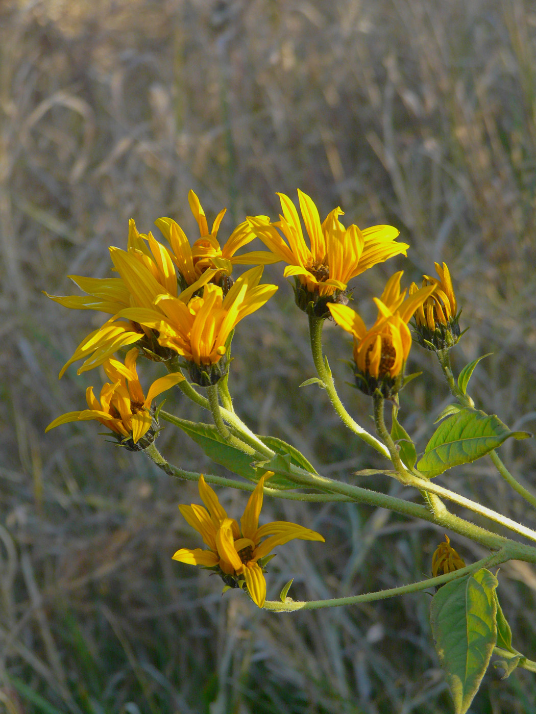 Изображение особи Helianthus tuberosus.