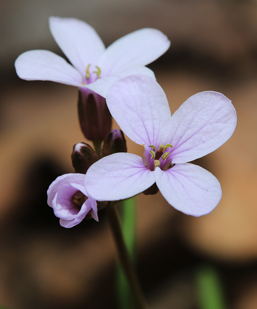 Изображение особи Cardamine trifida.