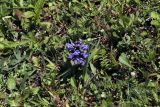 Ajuga genevensis