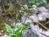 Valeriana alliariifolia. Верхушка побега с развивающимся соцветием. Абхазия, Гудаутский р-н, Рицинский реликтовый национальный парк, долина р. Гега, широколиственный лес, каменистый склон. 17.05.2021.