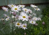 Chrysanthemum mongolicum. Верхушки побегов с соцветиями. Камчатский край, Елизовский р-н, Елизово, в культуре на клумбе. 19.08.2022.