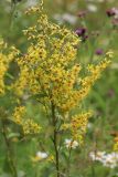 Solidago × niederederi