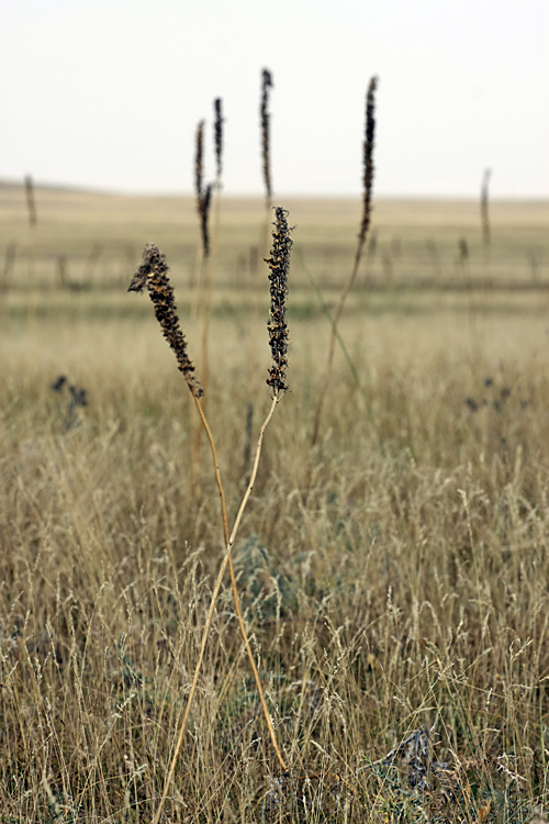 Изображение особи Eremurus regelii.