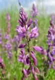 Polygala wolfgangiana. Соцветие. Смоленская обл., Смоленский р-н долина р. Клец, сухой склон. 12.06.2009.