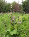 Phlomoides tuberosa