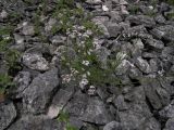 Asperula biebersteinii