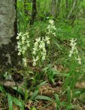 Orchis provincialis. Цветущие растения. Крым, окр. Ялты, пос. Голубой Залив, дубово-грабинниковый лес. 30 апреля 2013 г.