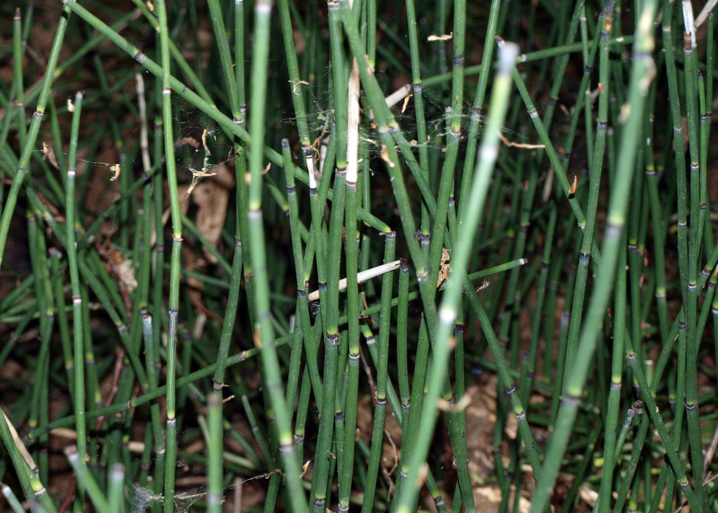 Изображение особи Equisetum hyemale.