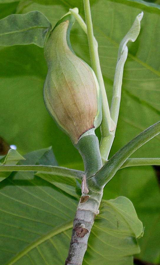 Изображение особи Magnolia macrophylla.