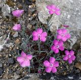 Dianthus gratianopolitanus