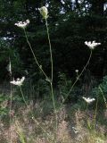 Daucus carota