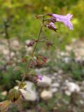 Clinopodium nepeta. Верхушка побега с соцветием. Краснодарский край, окр. г. Геленджик, щель Прасковеевская, обочина дороги по склону хребта над селом Прасковеевка. 21.09.2013.