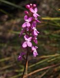 Stylidium graminifolium. Соцветие. Австралия, о. Тасмания, национальный парк \"Крэдл Маунтин\". 26.02.2009.
