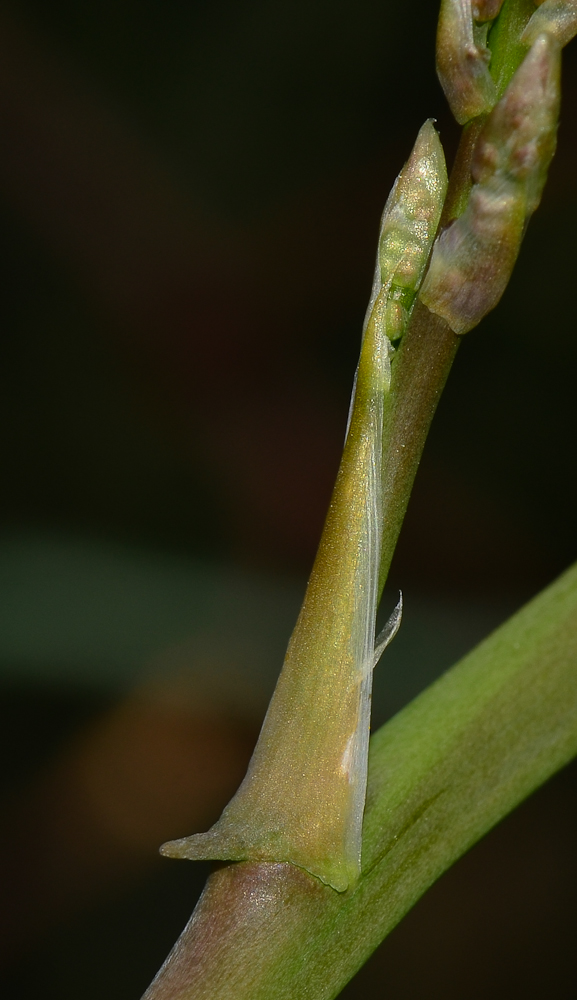 Изображение особи Asparagus horridus.