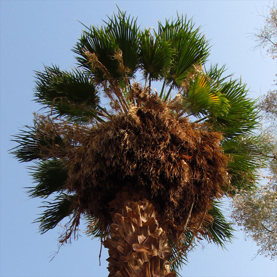 Изображение особи Washingtonia robusta.