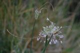 Allium podolicum