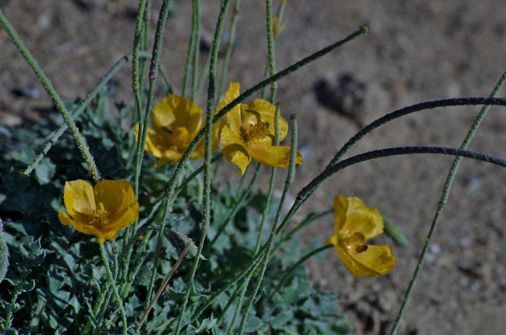 Изображение особи Glaucium squamigerum.