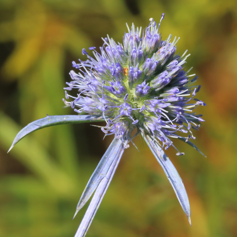 Синеголовник плоский (Eryngium planum)