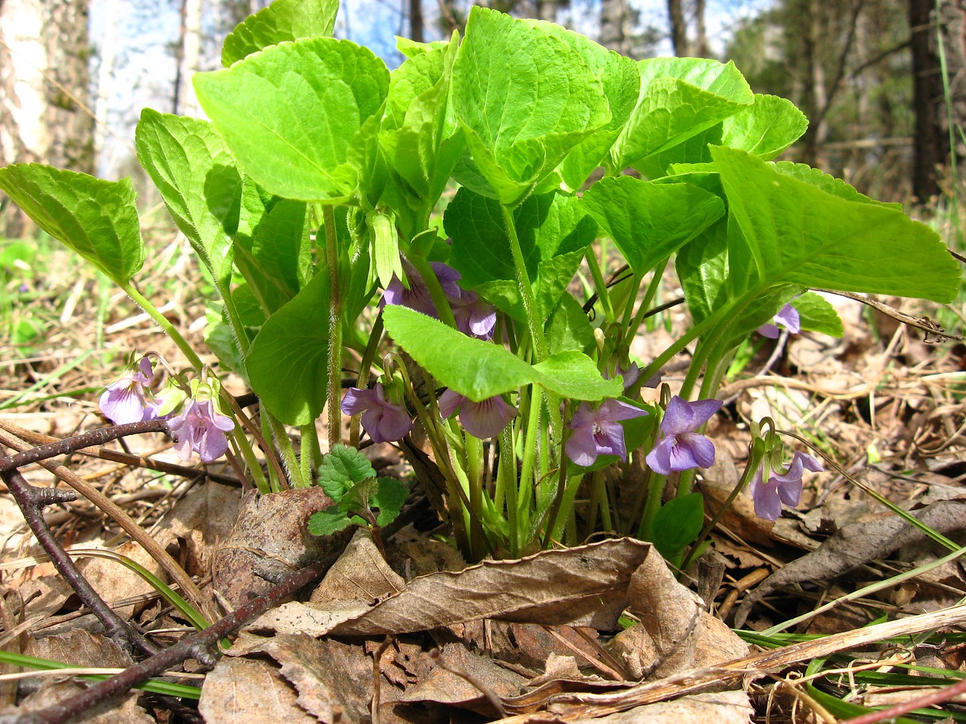 Изображение особи Viola mirabilis.