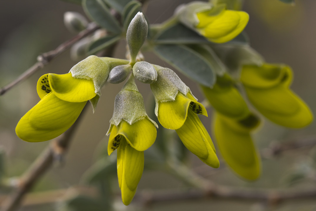 Изображение особи Anagyris foetida.