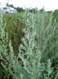 Artemisia absinthium