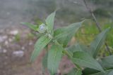 Hesperis pseudocinerea