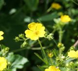 Potentilla chrysantha