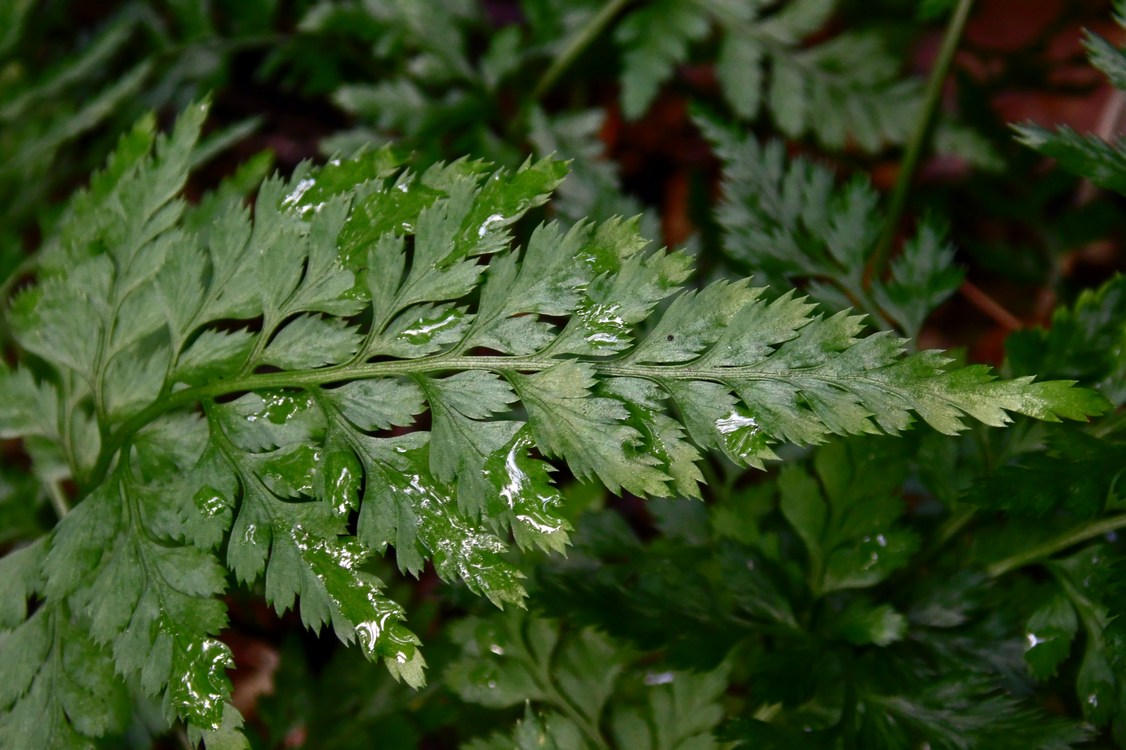 Изображение особи Asplenium adiantum-nigrum.