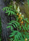 Lathyrus gmelinii. Верхушка цветущего растения. Республика Алтай, Шебалинский р-н, окр. с. Камлак, правый борт долины р. Сема, сосново-берёзовый лес. 09.06.2016.