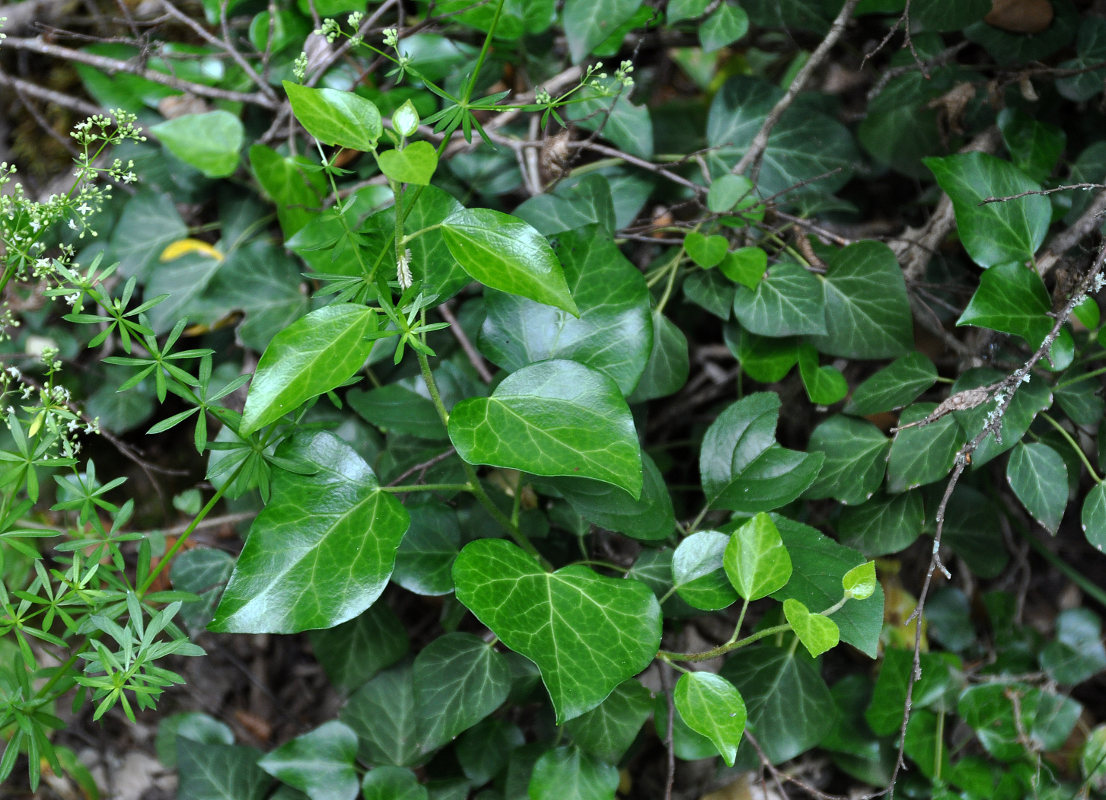 Изображение особи Hedera helix.