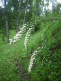 Spiraea crenata. Верхушка цветущего растения. Республика Алтай, Усть-Коксинский р-н, Уймонская долина, окр. села Усть-Кокса. 13.06.2016.