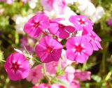 Phlox drummondii