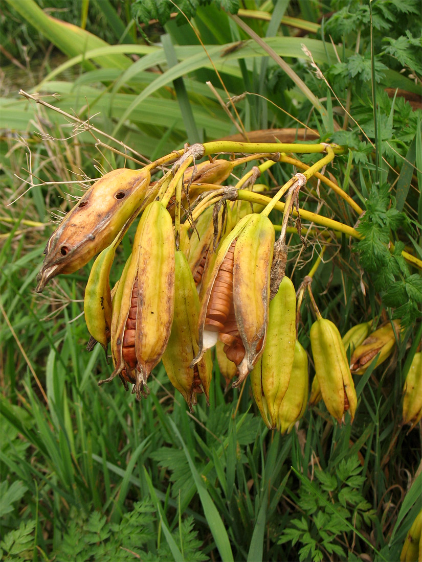 Изображение особи Iris pseudacorus.