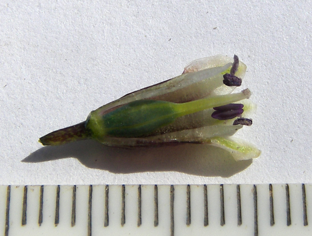 Image of Bellevalia longistyla specimen.