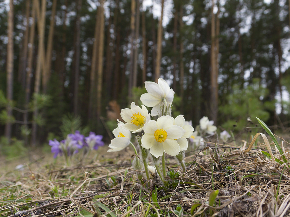 Изображение особи Pulsatilla patens.