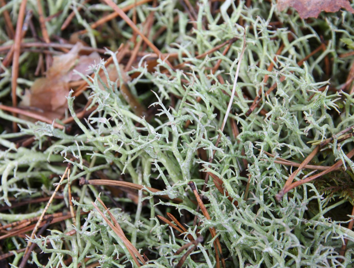 Изображение особи Cladonia subrangiformis.