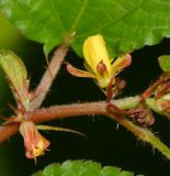 genus Corchorus. Часть стебля с цветками. Таиланд, о-в Пхукет, курорт Ката, край леса у дороги вдоль канала. 12.01.2017.